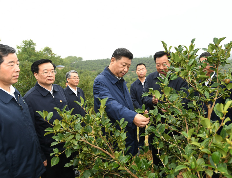 　　9月16日至18日，中共中央總書記、國家主席、中央軍委主席習(xí)近平在河南考察。這是17日上午，習(xí)近平來到信陽市光山縣槐店鄉(xiāng)司馬光油茶園，實(shí)地察看油茶樹種植和掛果情況。新華社記者 謝環(huán)馳 攝